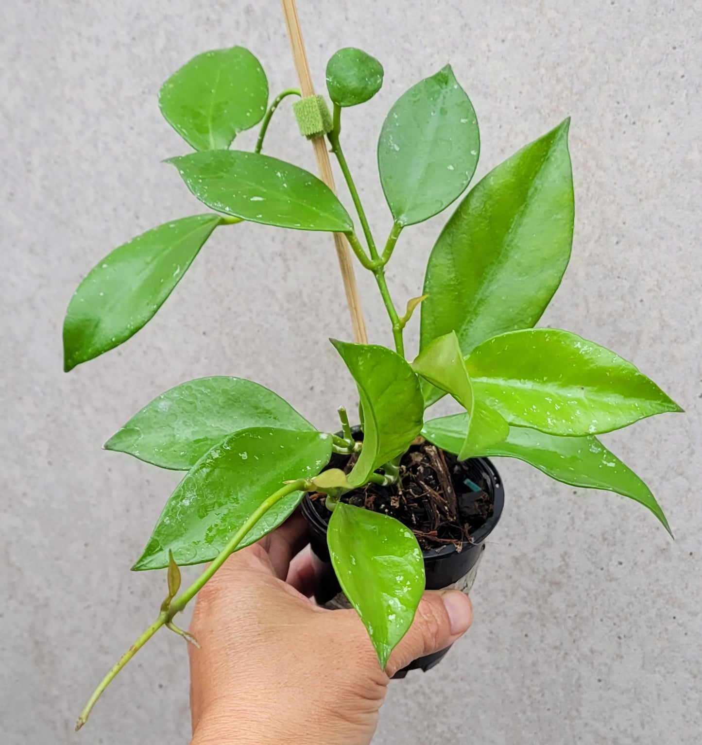 Hoya nabawanensis Malaysia IML0078