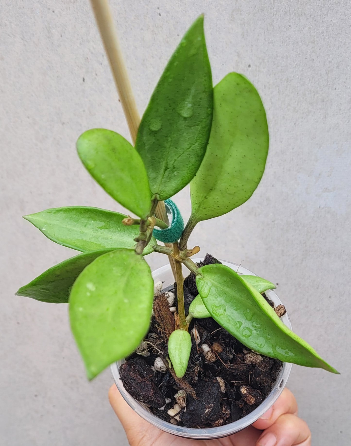 Hoya 'Silver Lady Dy'