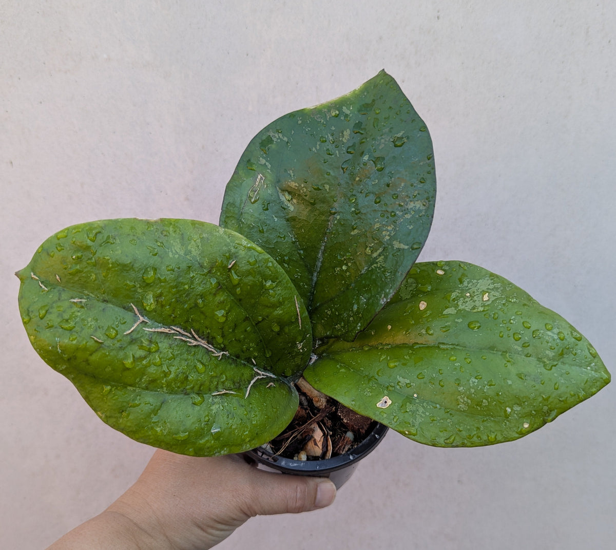 Hoya lambii Sabah IML1800
