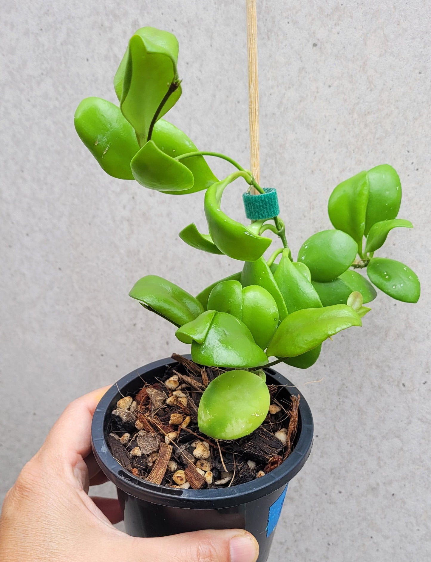 Hoya brevialata Sulawesi IML1216