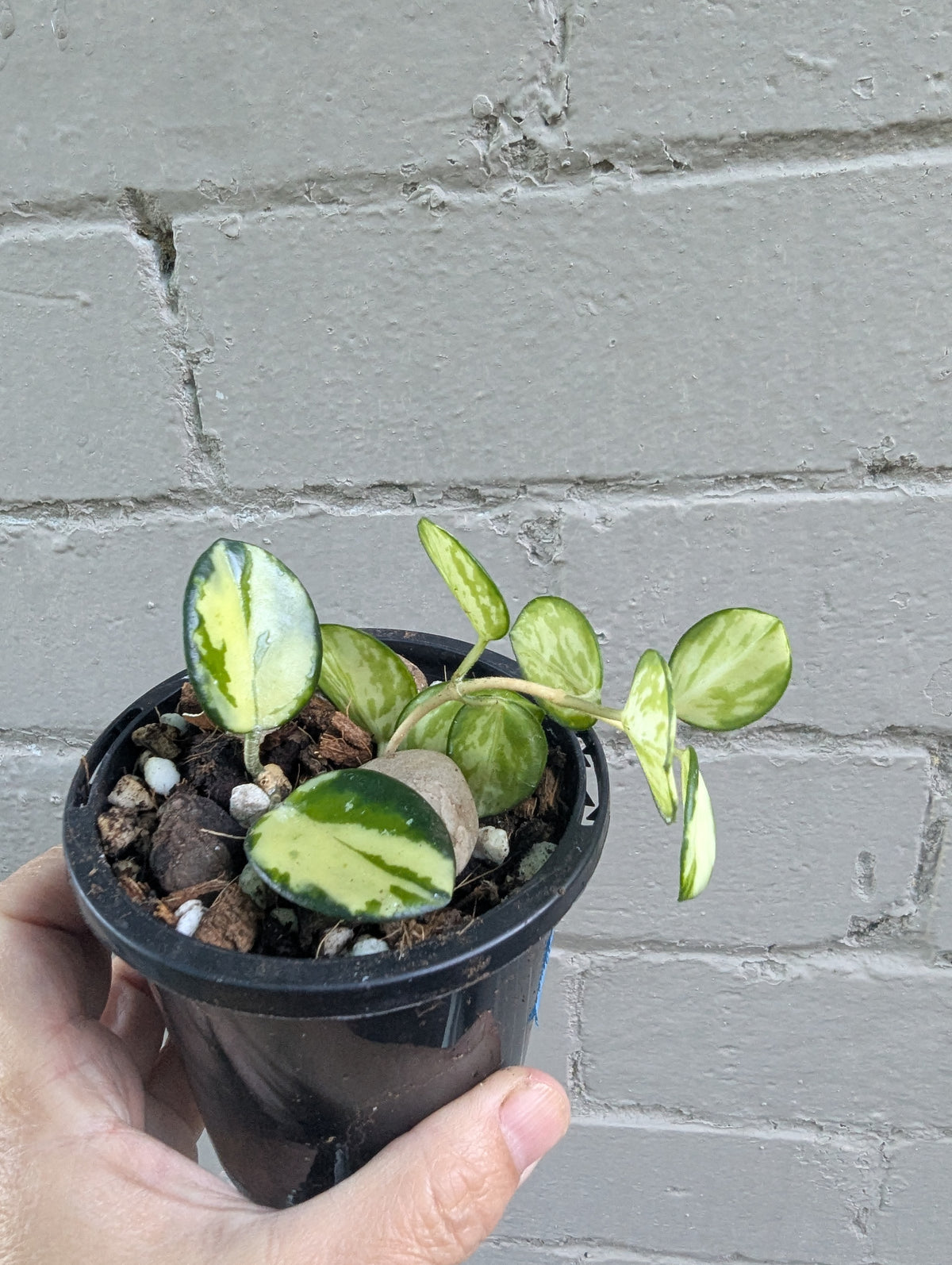 Hoya Mathilde inner variegated