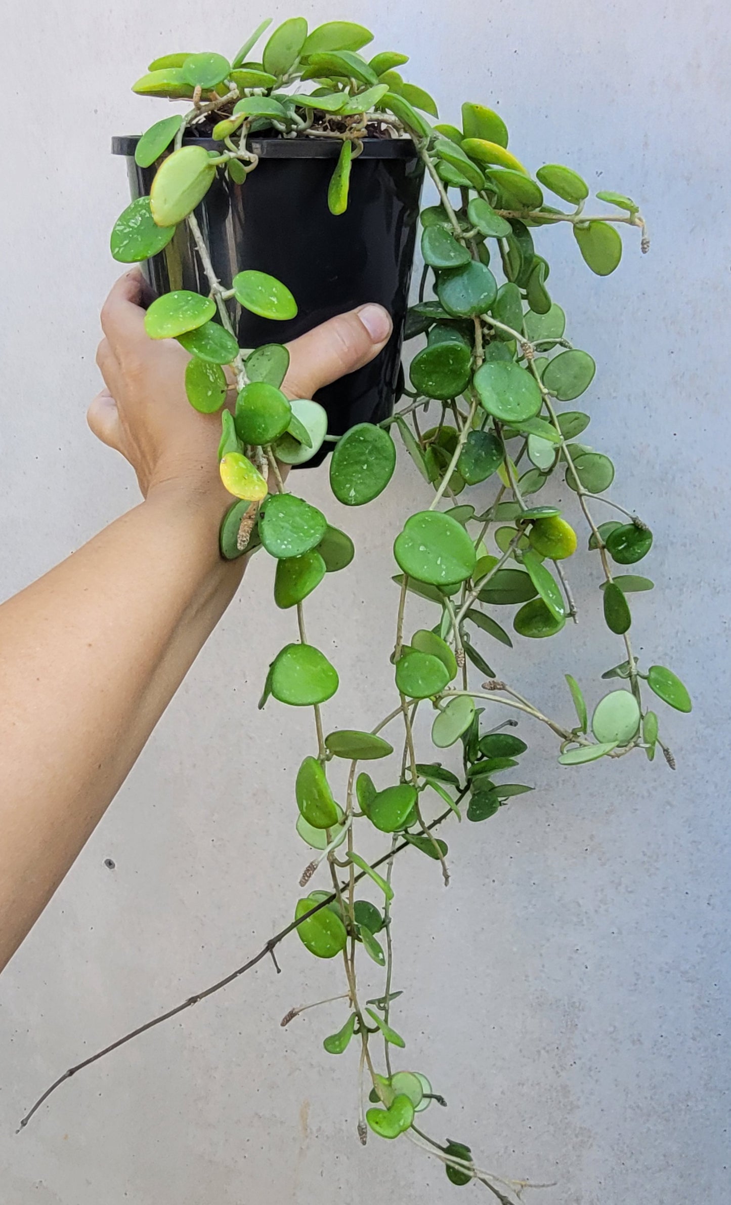 Hoya 'Mathilde' hybrid cross (hoya carnosa X hoya serpens)- Mature Large Plant