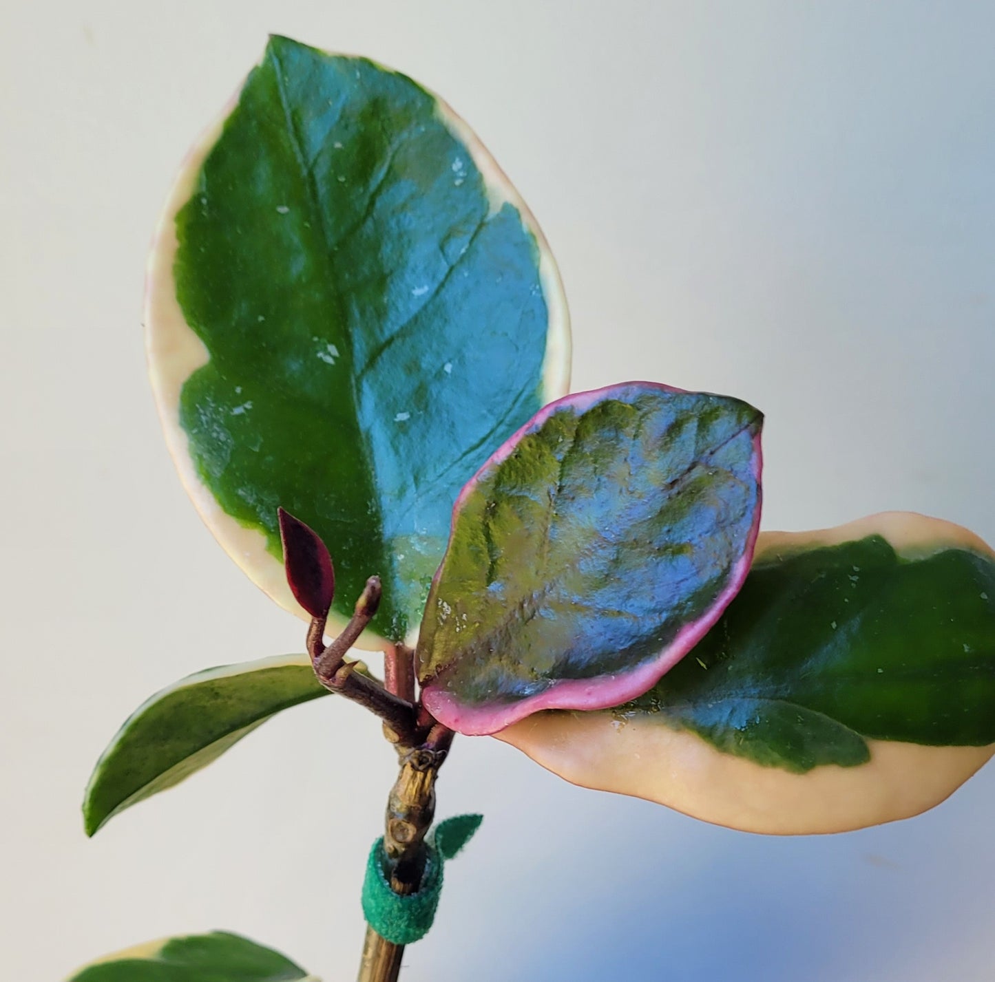 Hoya carnosa albomarginata 'Purple Pride'