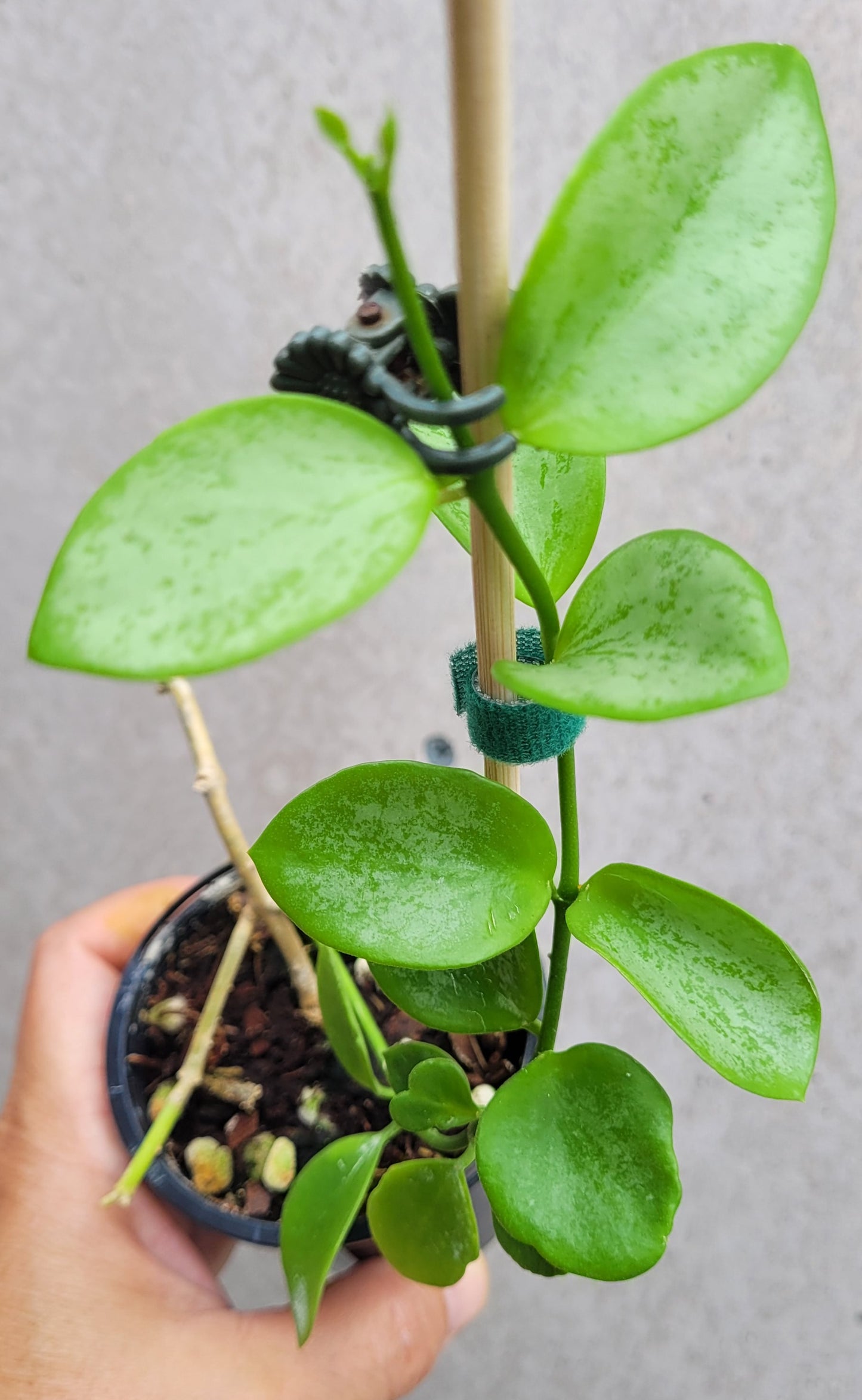 Hoya collina Biak Irian Jaya IML1187