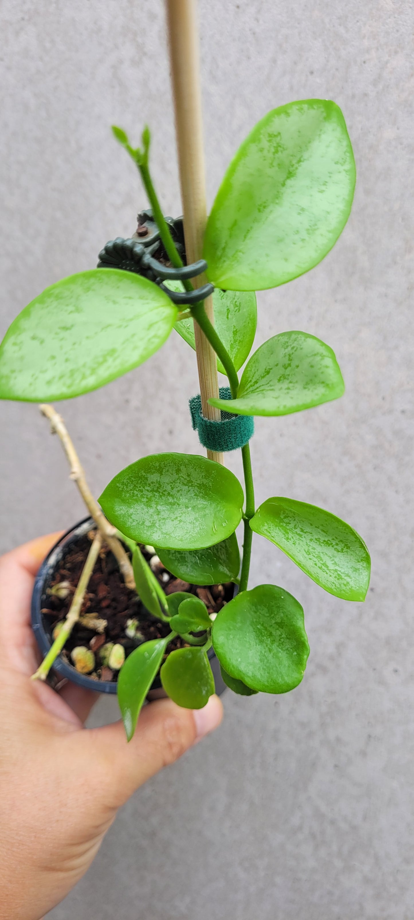 Hoya collina Biak Irian Jaya IML1187
