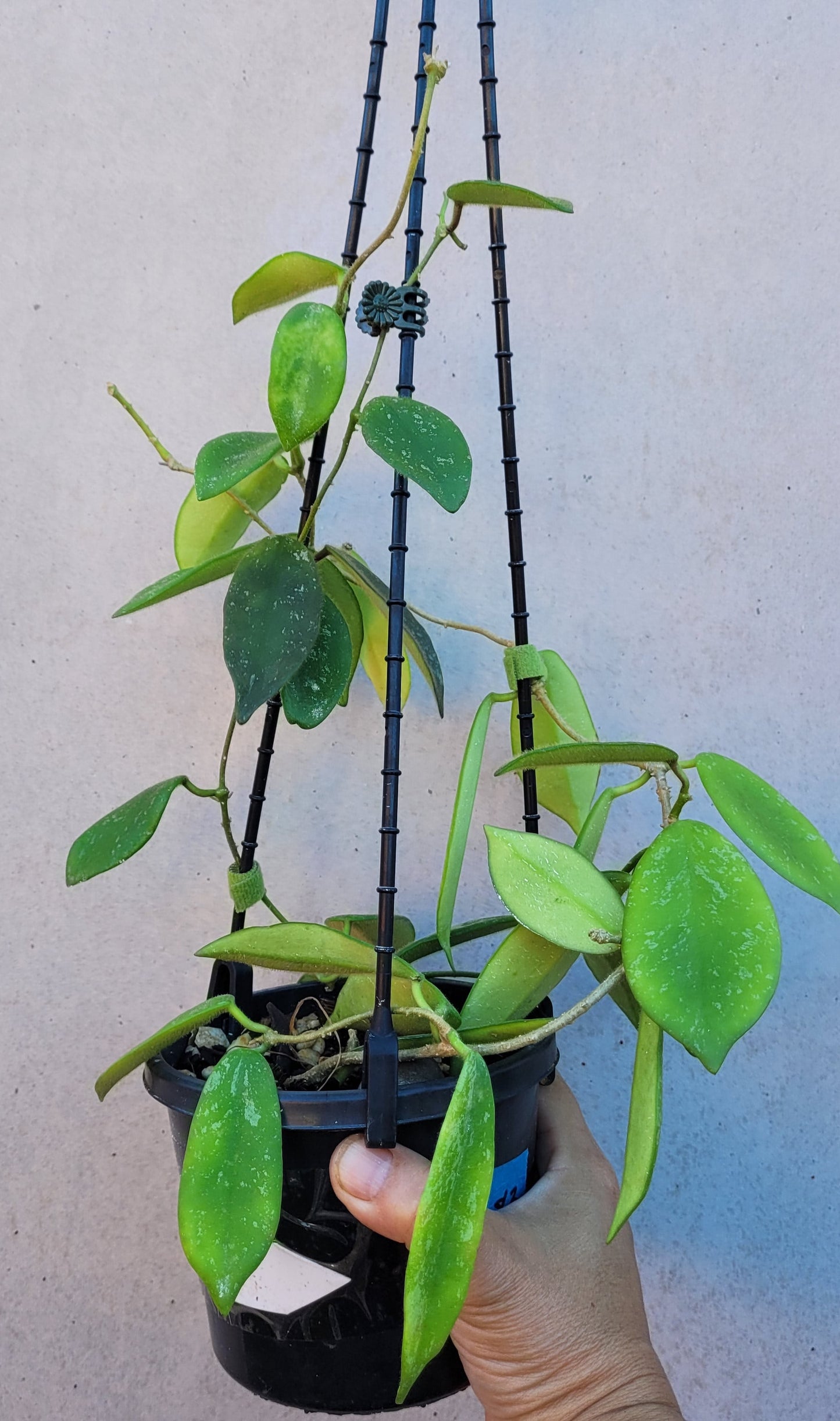 Hoya thomsonii White IML1177- Large mature plant