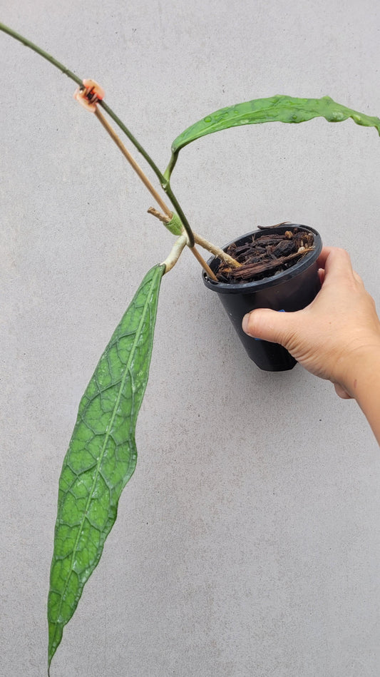 Hoya clemensiorum Sabah IML1752