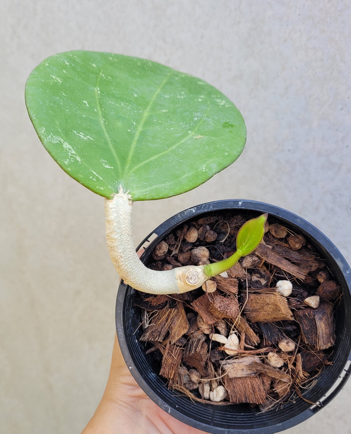 Hoya loyceandrewsciana (dinner plate)