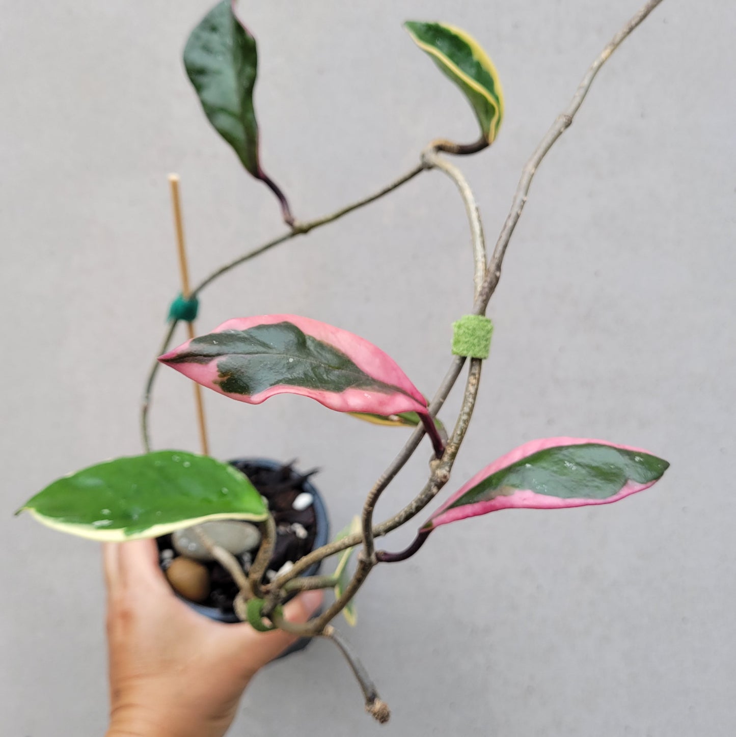 Hoya carnosa variegated 'Purple Pride'