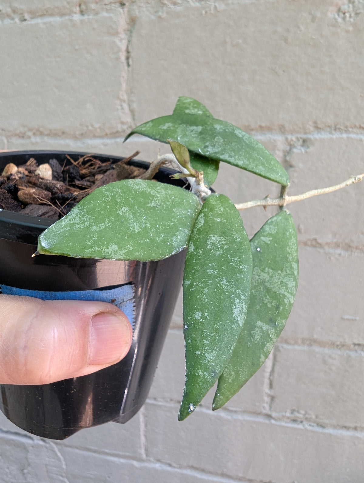 Hoya flagellata gold