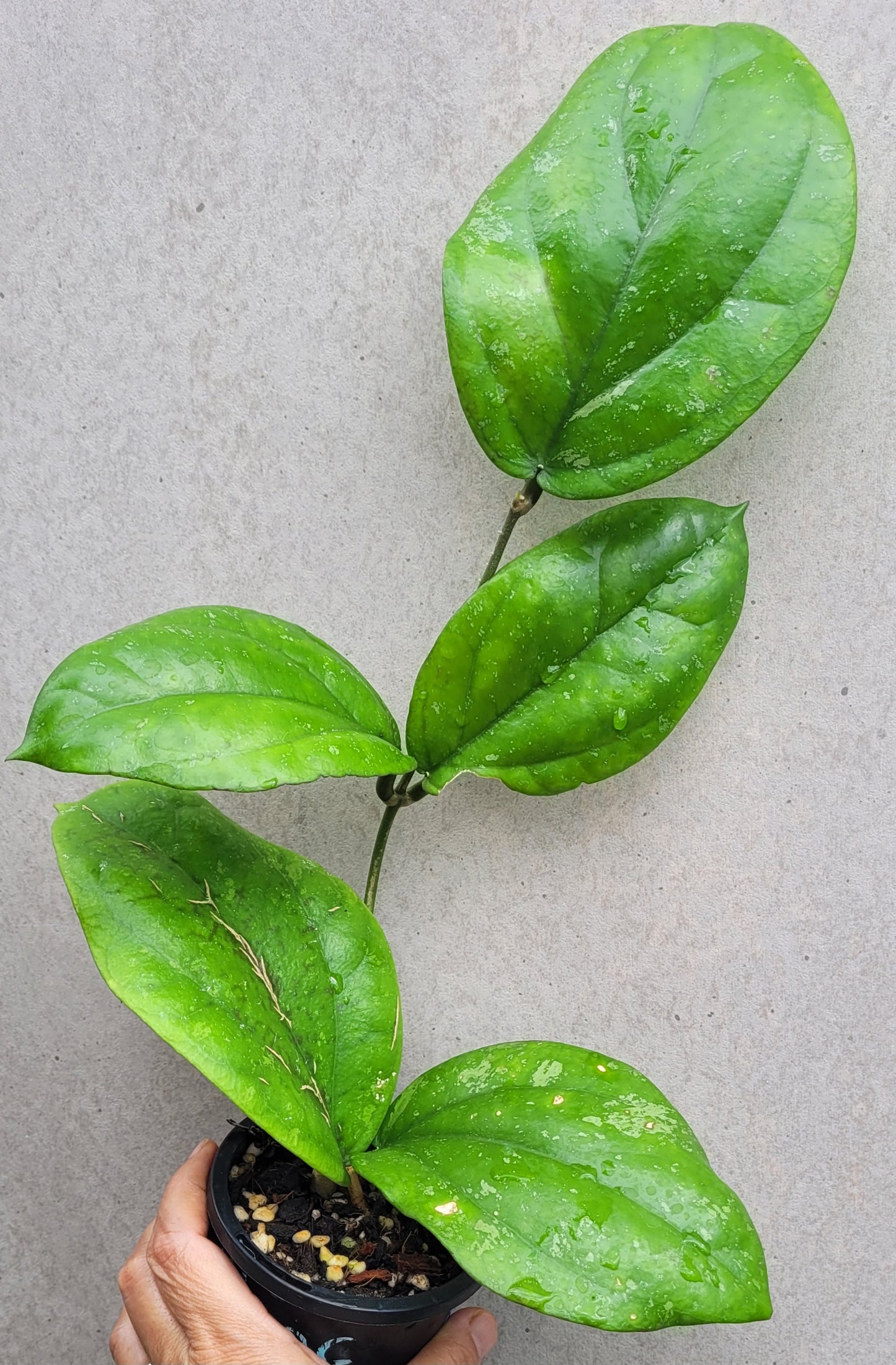 Hoya lambii Sabah IML1800