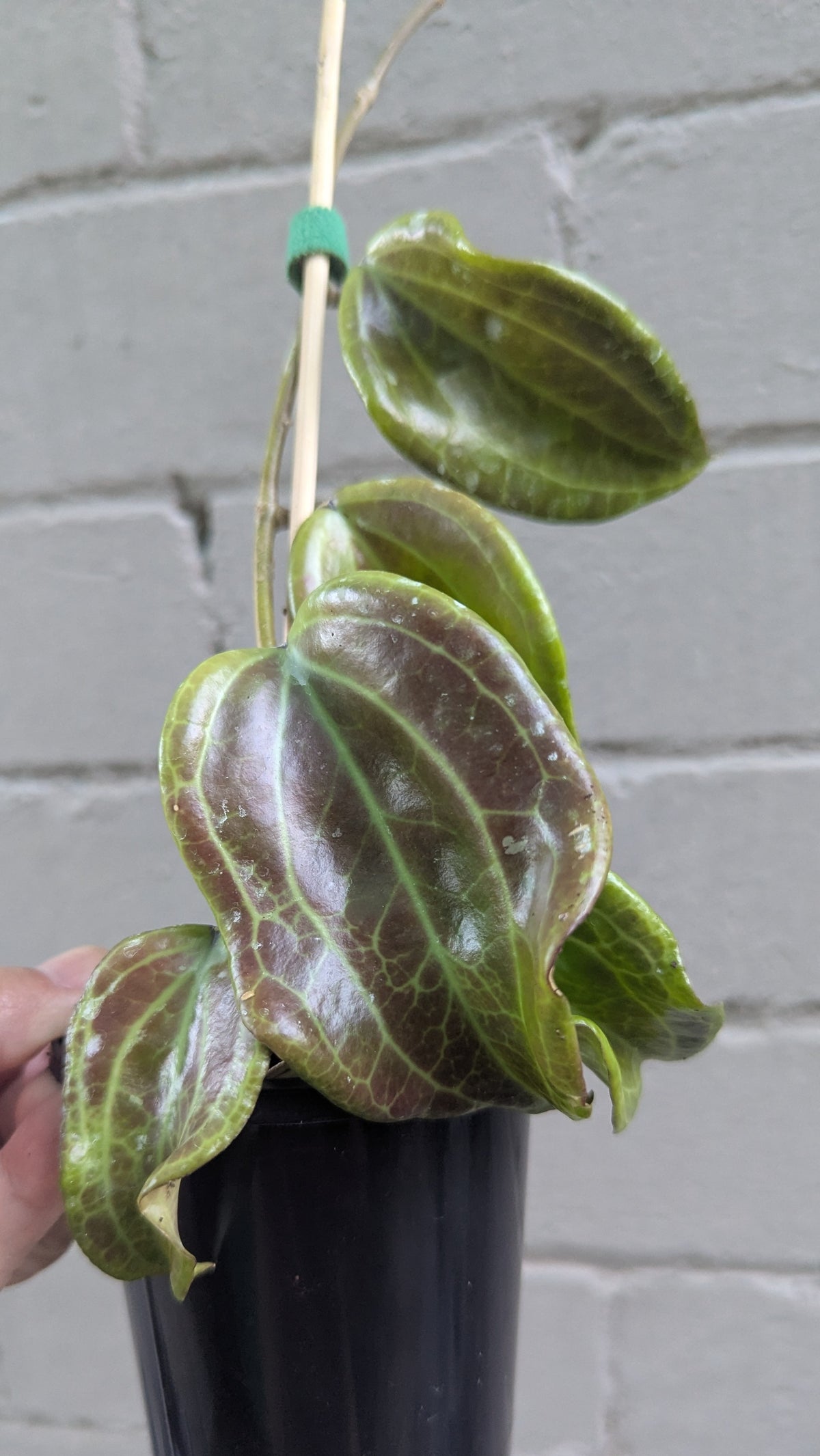 Hoya merrillii Philippines IML0850