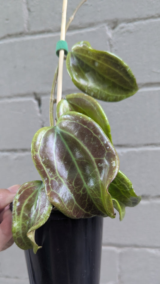 Hoya merrillii Philippines IML0850
