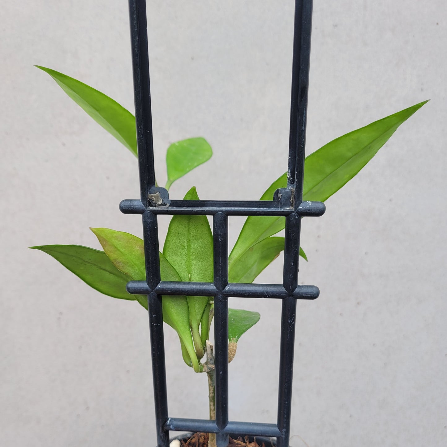 Hoya aff plicata Malay Peninsula IML1566