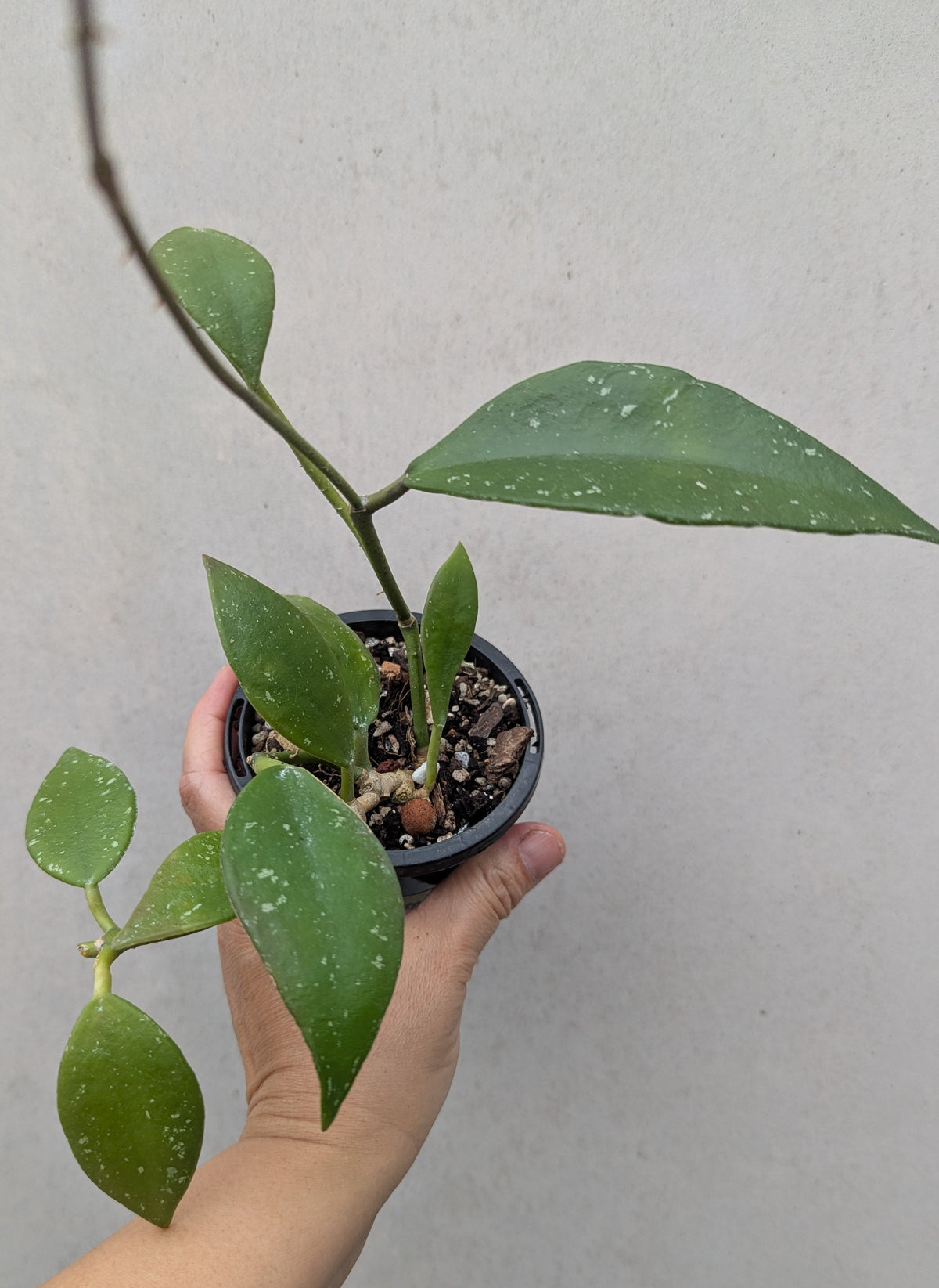 Hoya rundumensis