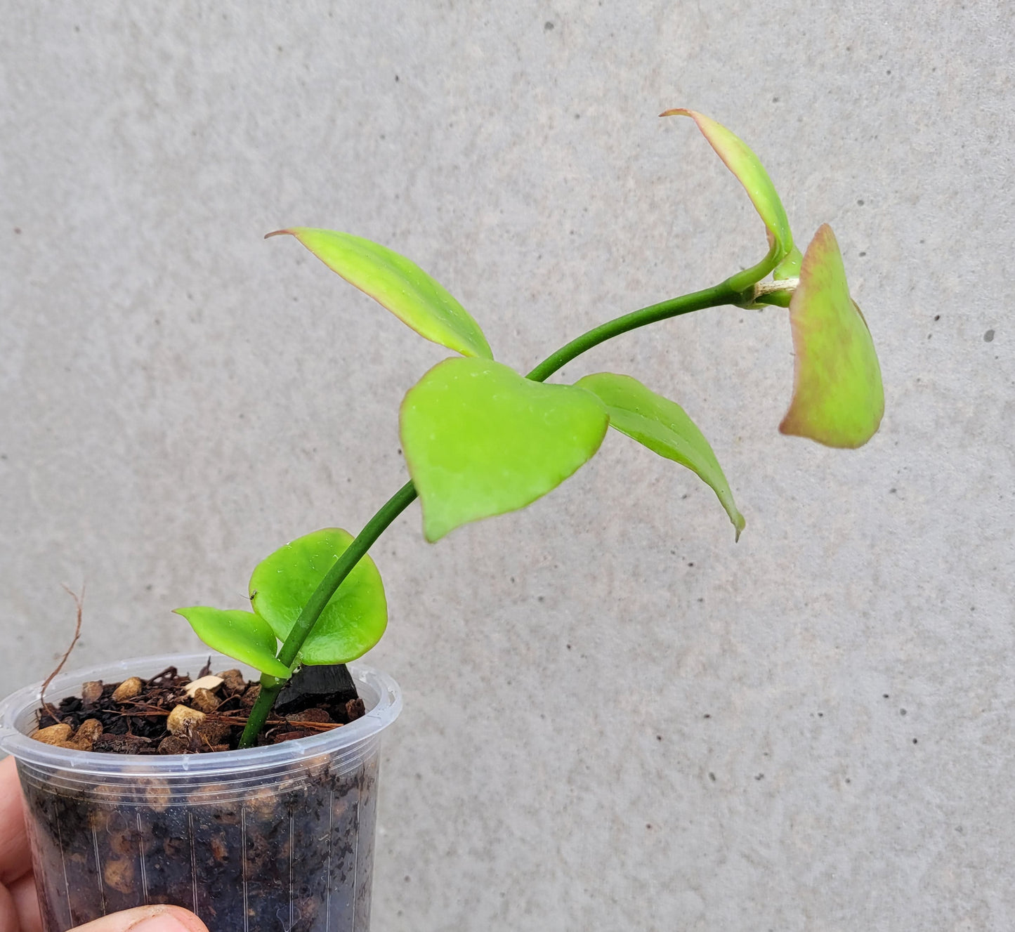 Hoya anulata Iron Range IML0024