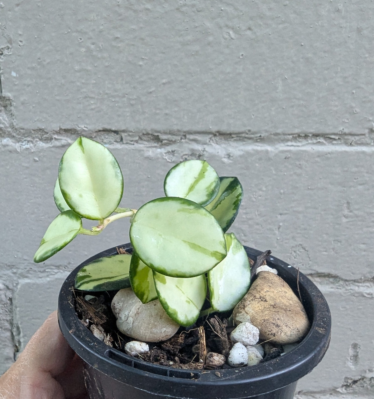 Hoya Mathilde inner variegated