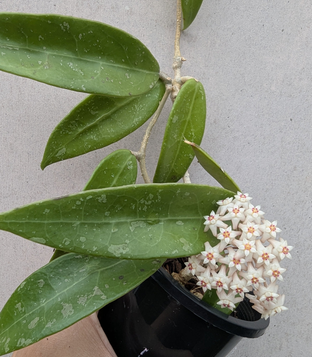 Hoya verticillata pink (prev acuta pink)
