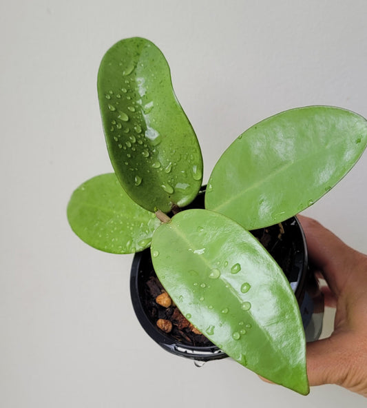 Hoya 'Silver Dollar' (MB1405-AG)