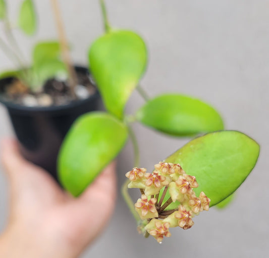 Hoya myrmecopa Sulawesi IML1377