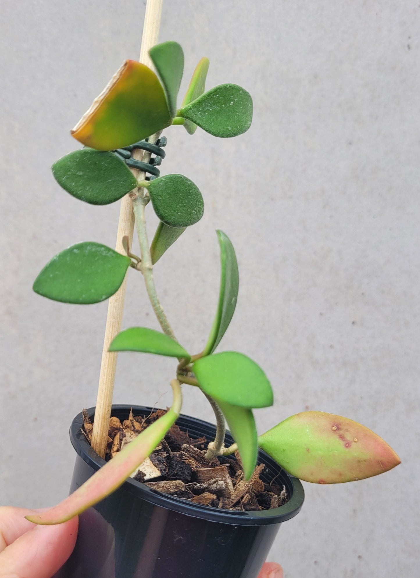 Hoya nummularioides Thailand IML0240