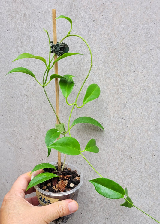 Hoya tannaensis Tanna Island IML0463