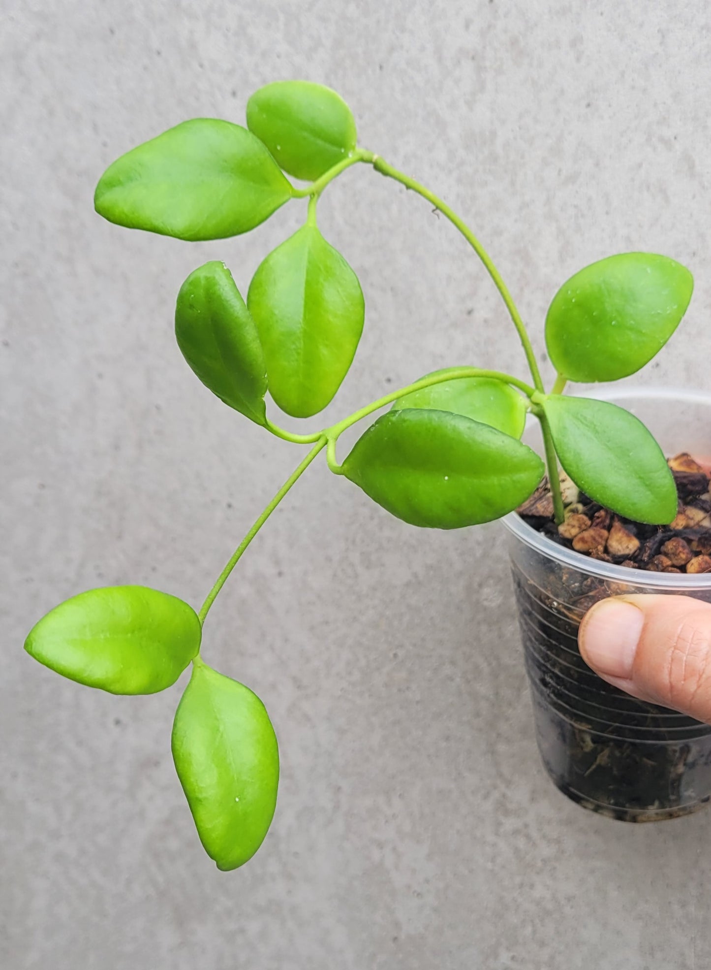 Hoya myrmecopa Sulawesi IML1377 - small plant