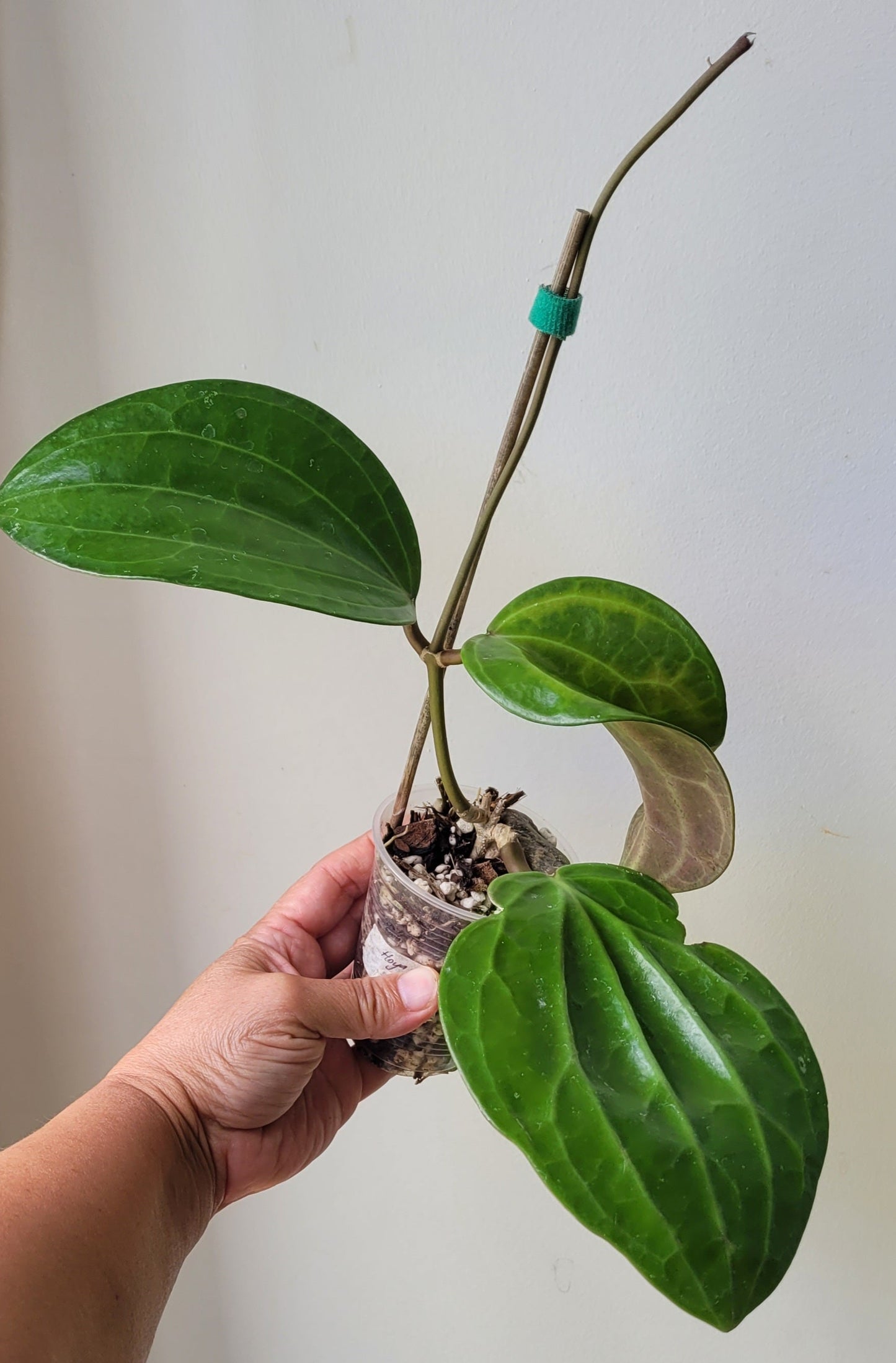 Hoya latifolia IML1590 (prev aff clandestina)