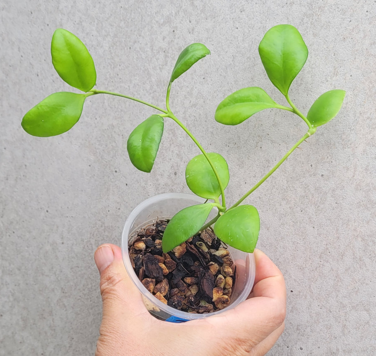 Hoya myrmecopa Sulawesi IML1377 - small plant