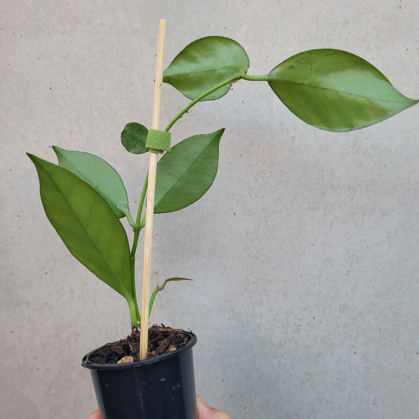 Hoya nabawanensis Malaysia IML0078