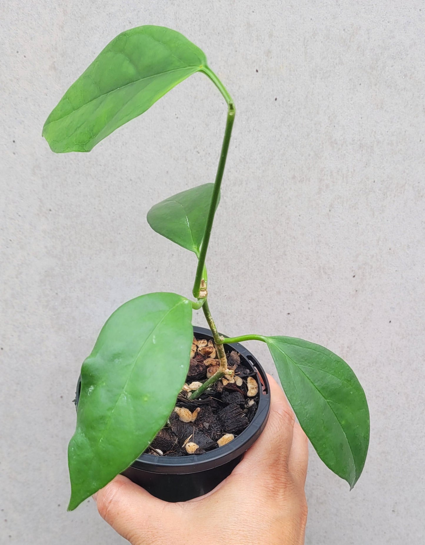 Hoya coriacea Malaysia IML0716