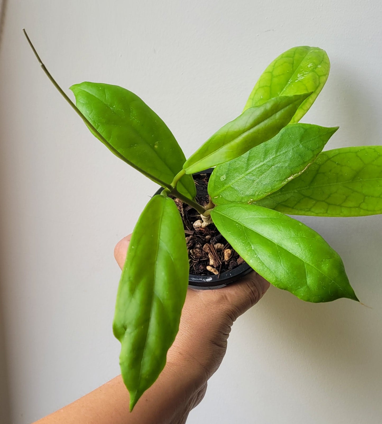 Hoya sp. Estrella Waterfall Philippines IML1627