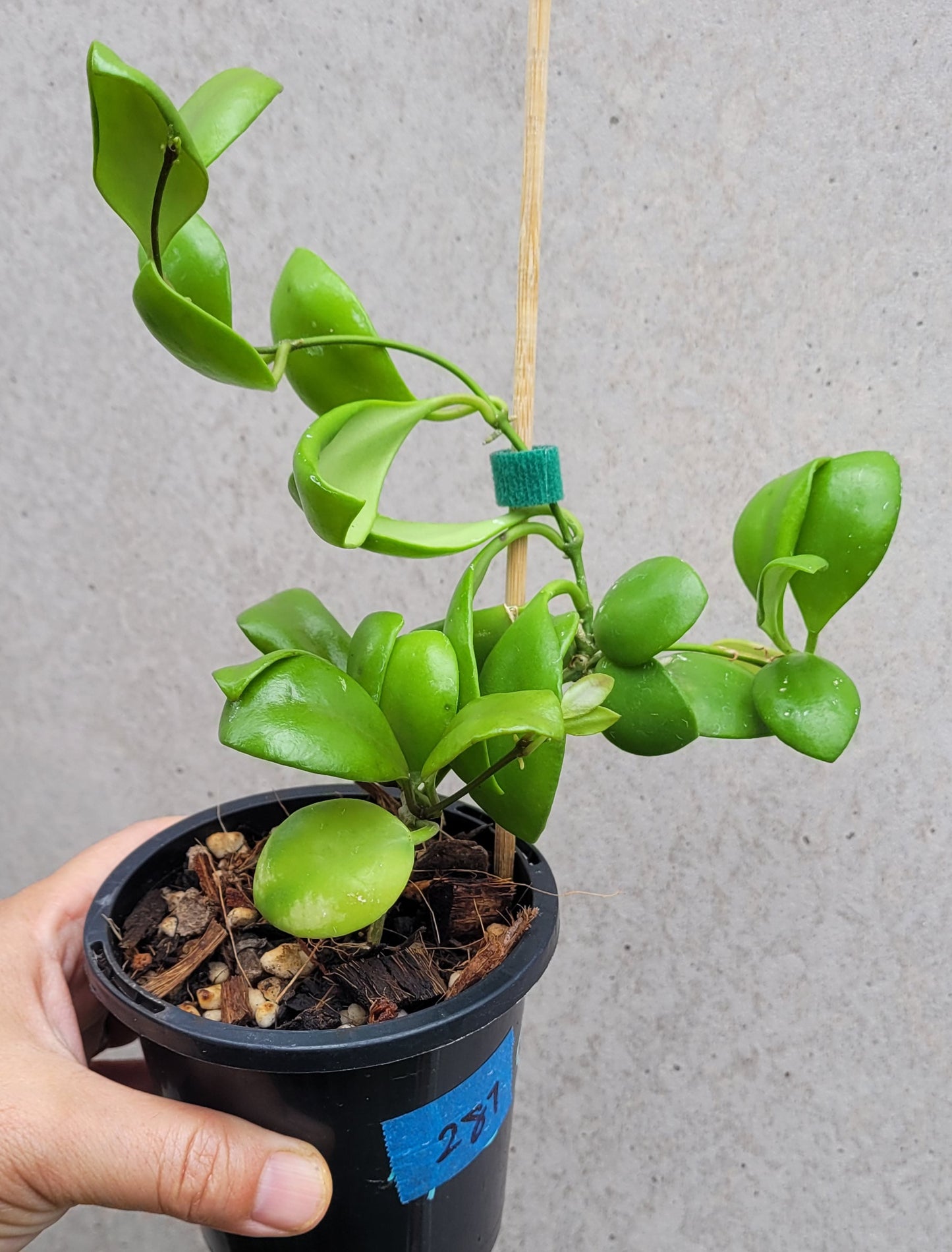 Hoya brevialata Sulawesi IML1216