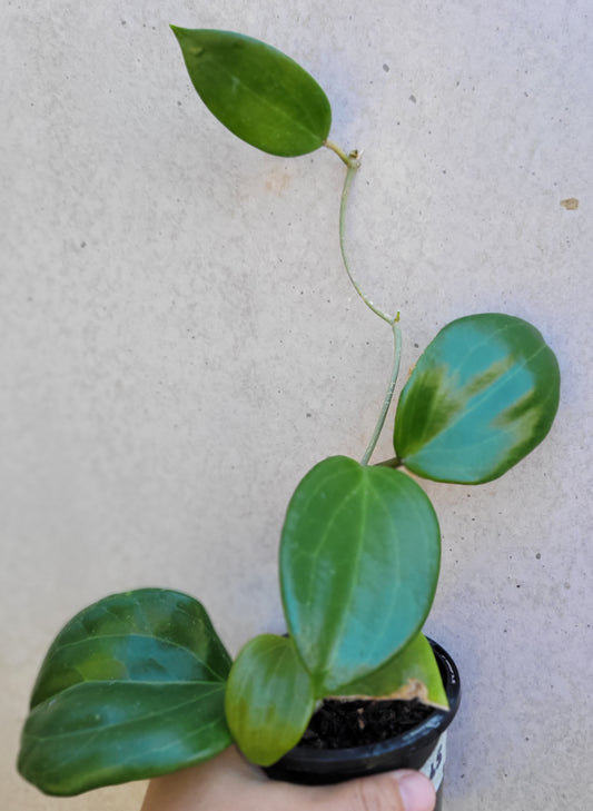 Hoya merrillii Philippines IML0465