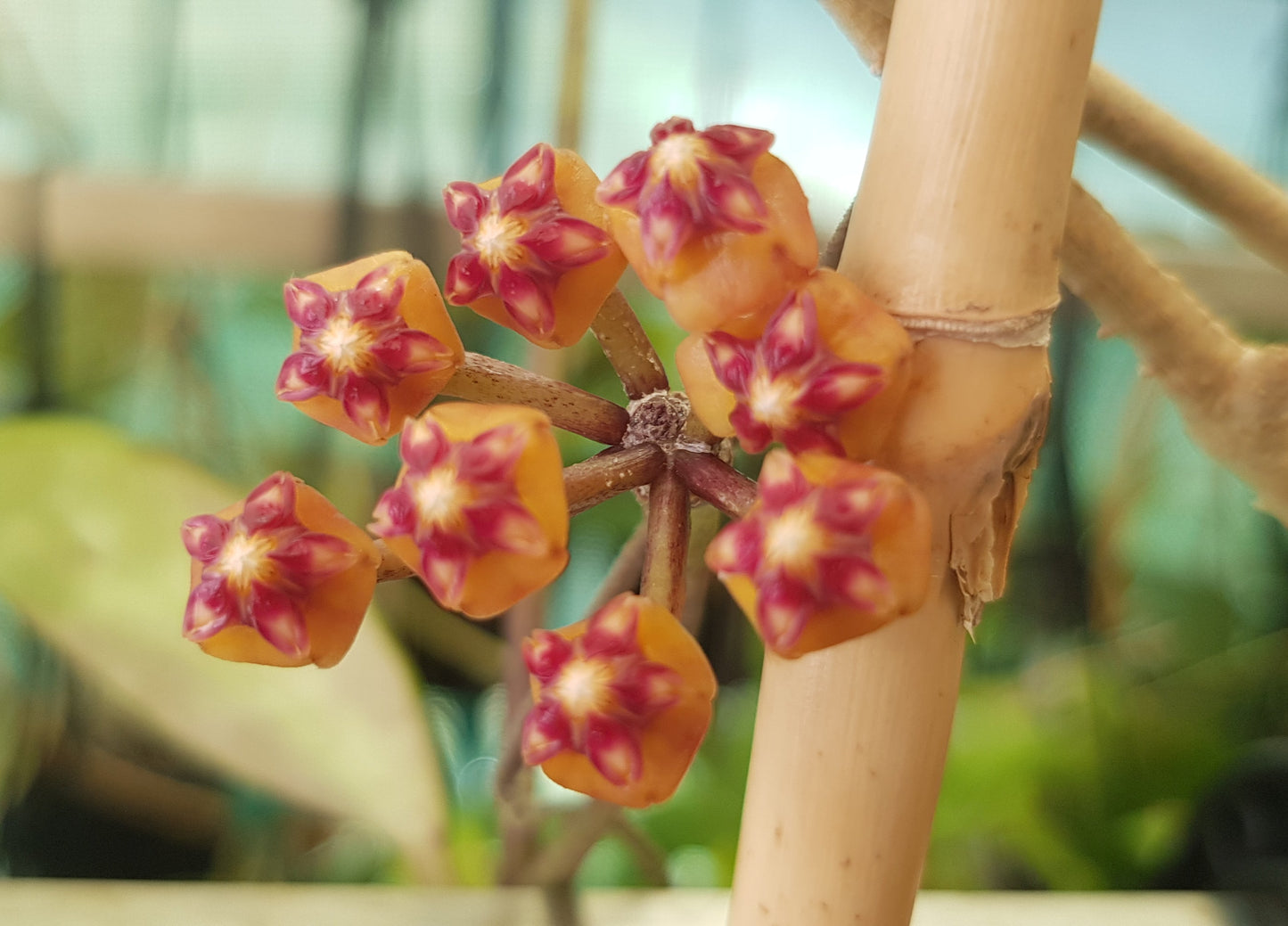 Hoya aff plicata Malay Peninsula IML1566