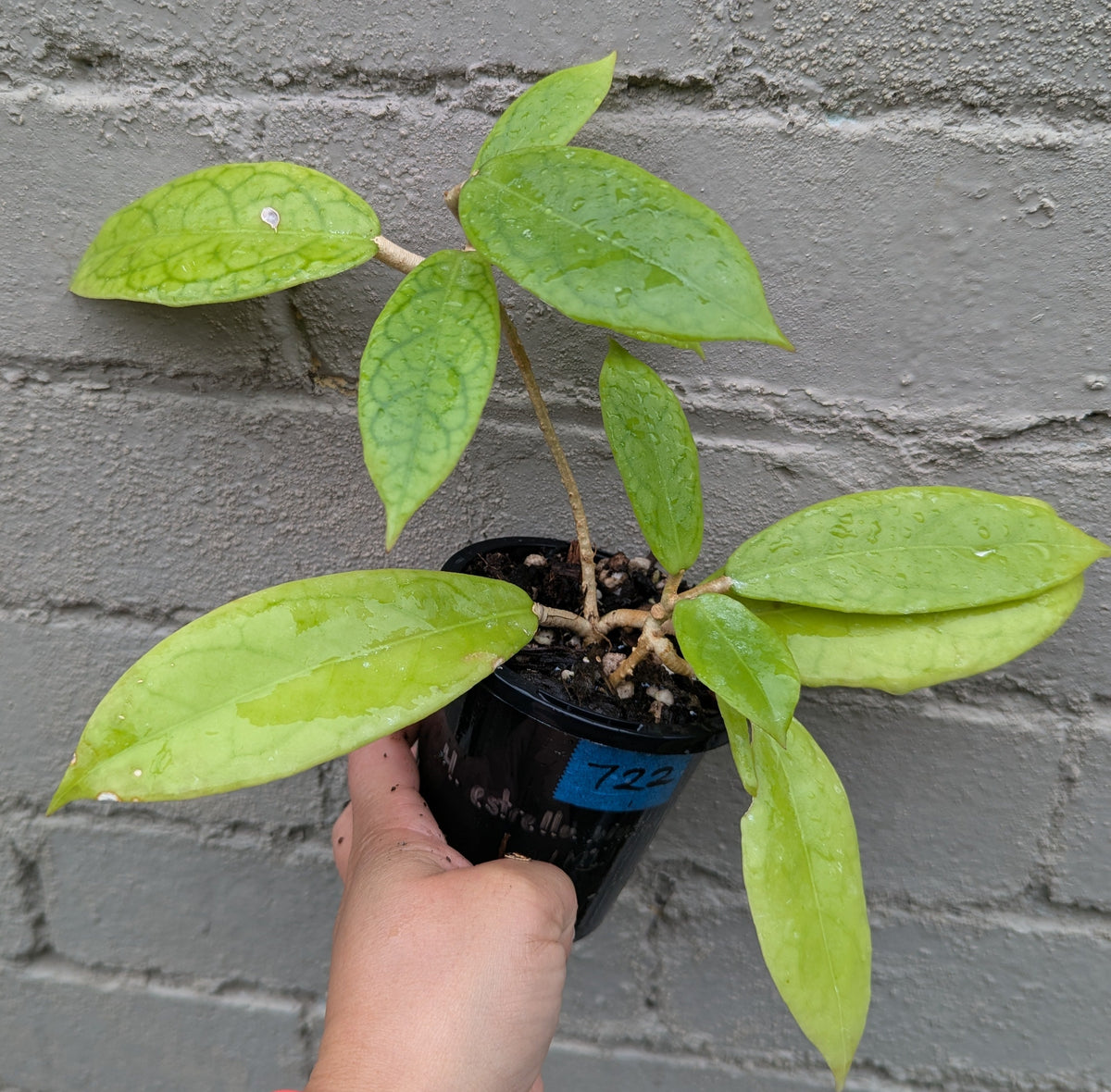 Hoya sp. Estrella Waterfall Philippines IML1627 (double planted)