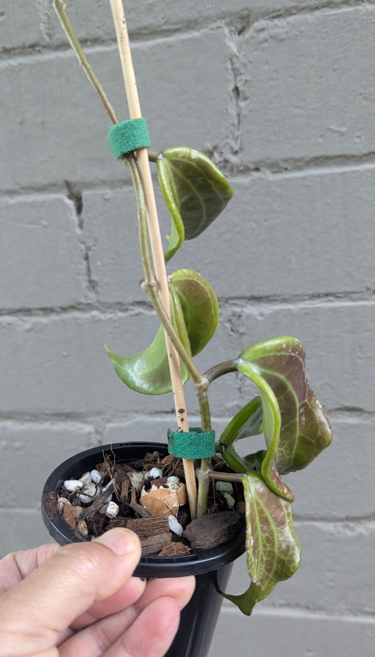 Hoya merrillii Philippines IML0850