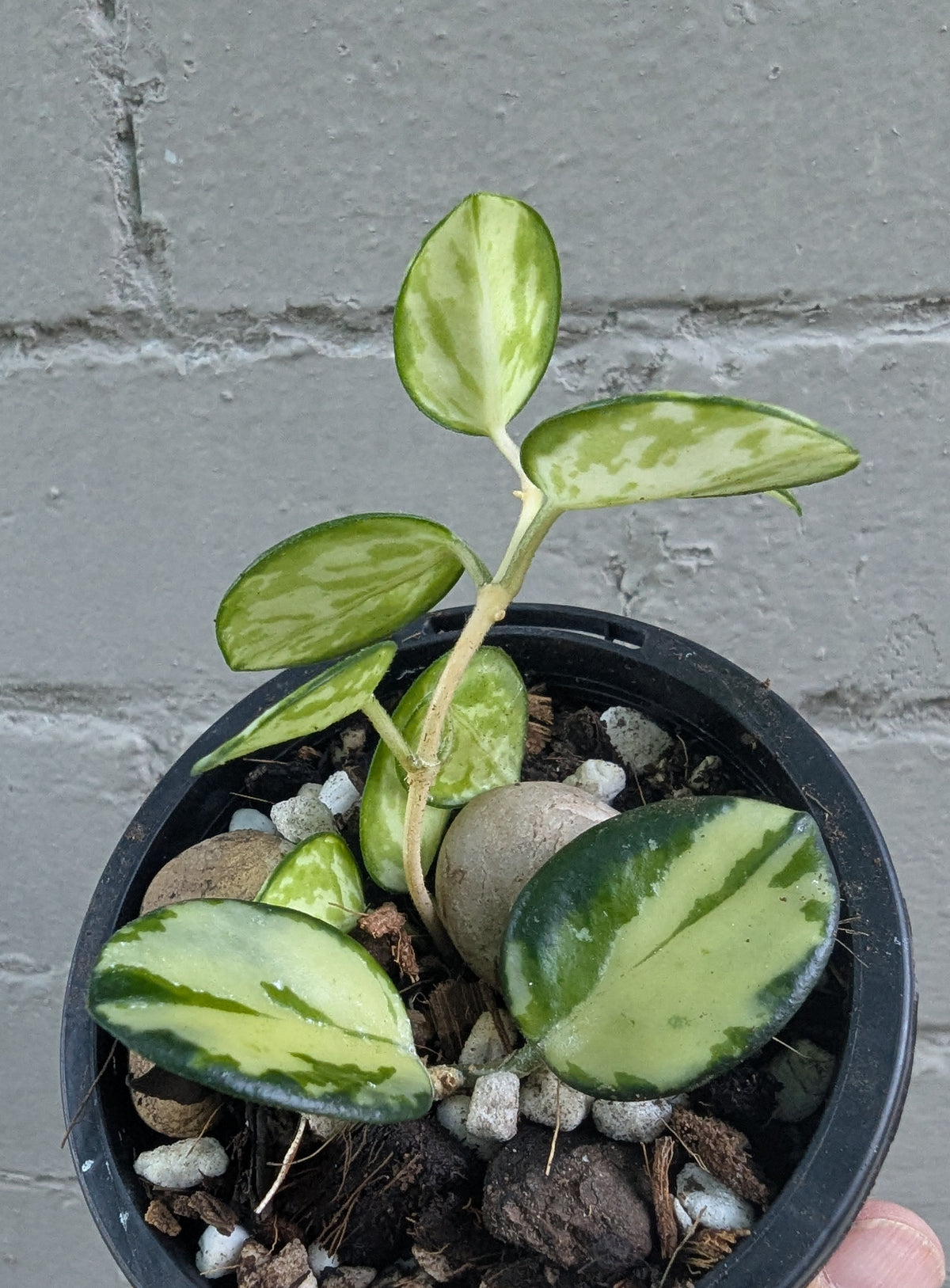 Hoya Mathilde inner variegated