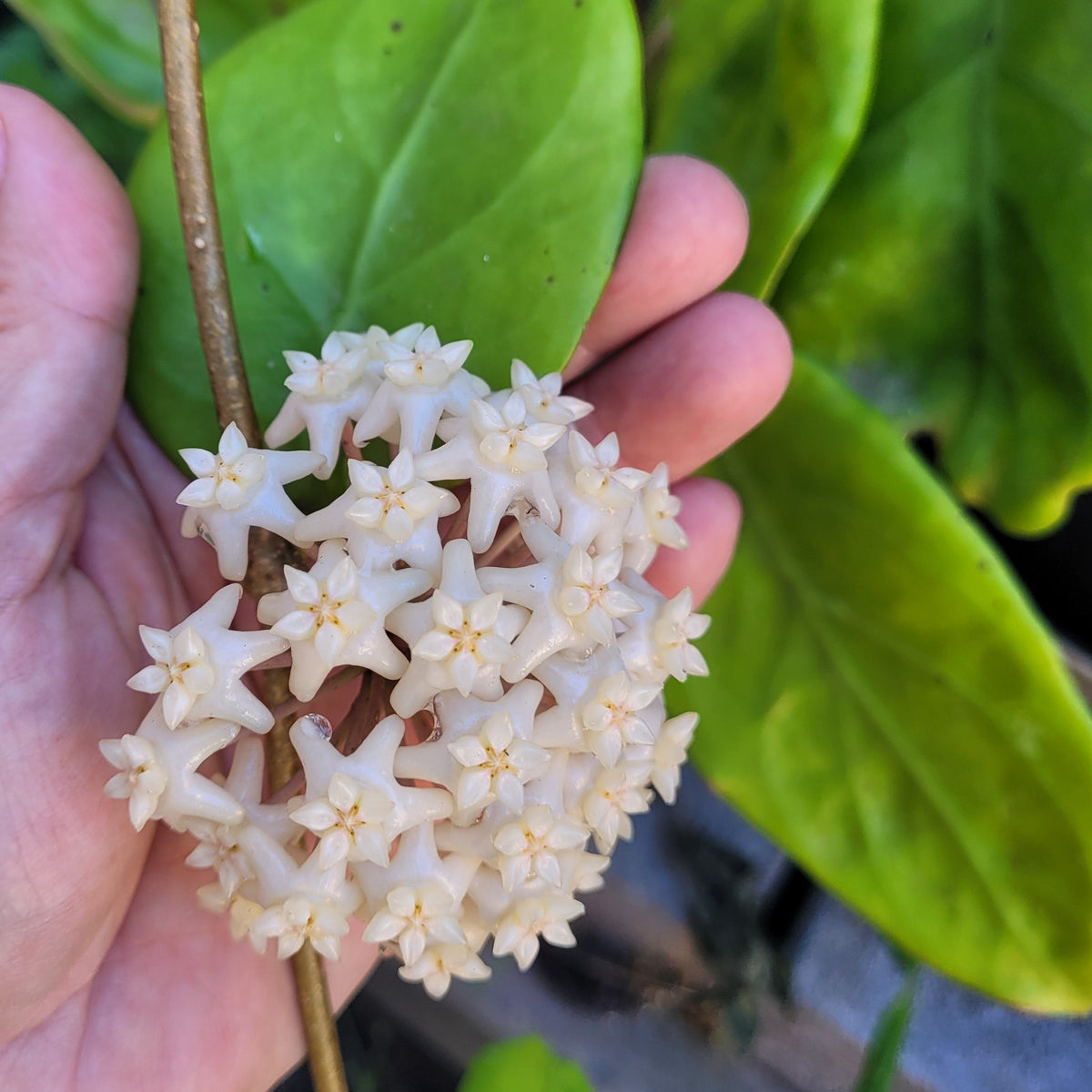 Hoya arnottiana Sikkim IML1367