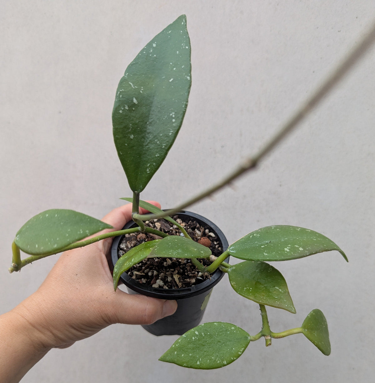 Hoya rundumensis