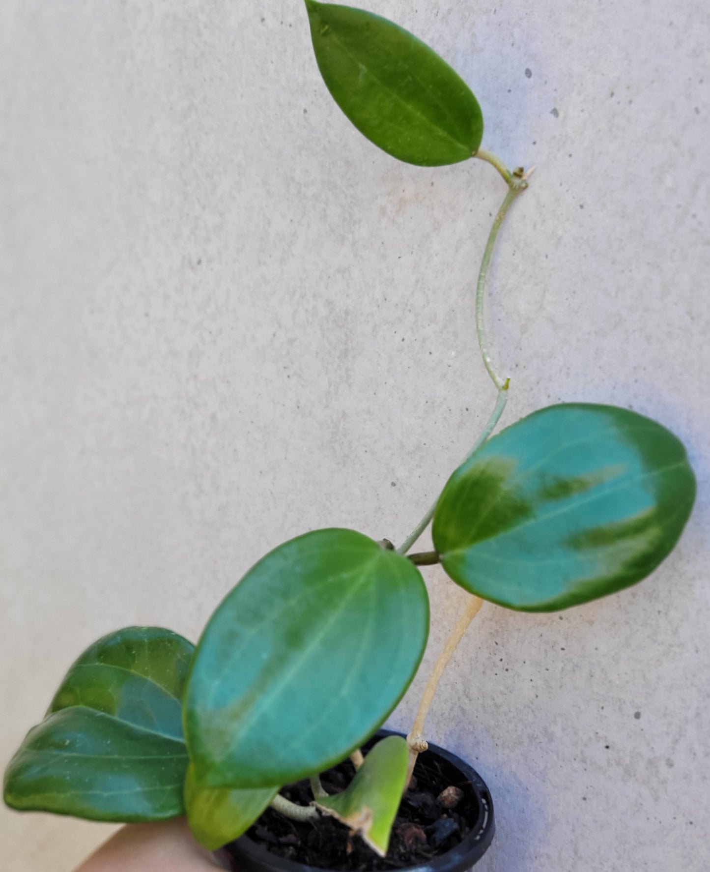 Hoya merrillii Philippines IML0465