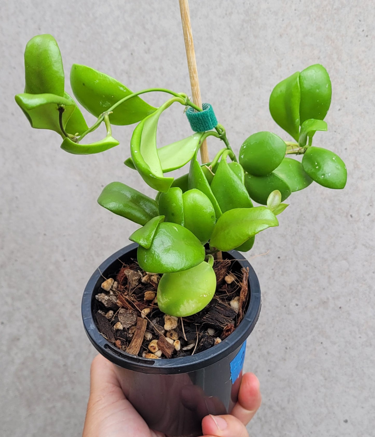 Hoya brevialata Sulawesi IML1216