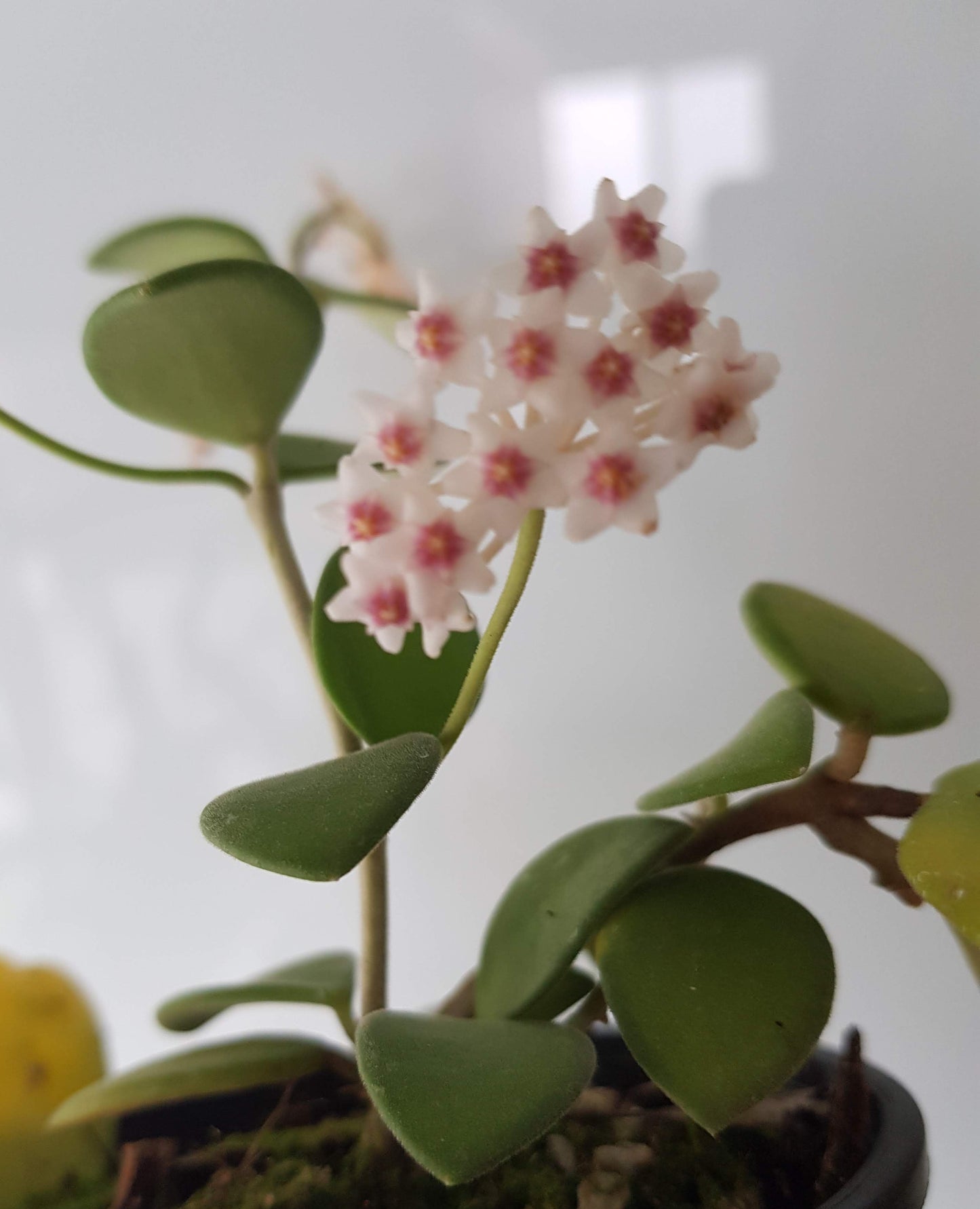 Hoya nummularioides Thailand IML0240