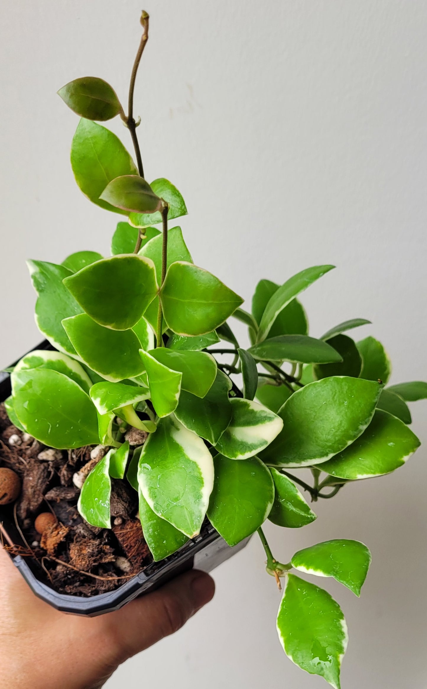 Hoya heuschkeliana albomarginata