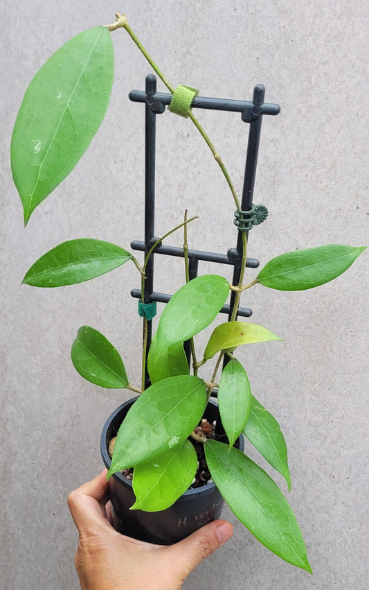 Hoya verticillata Sabah IML1775