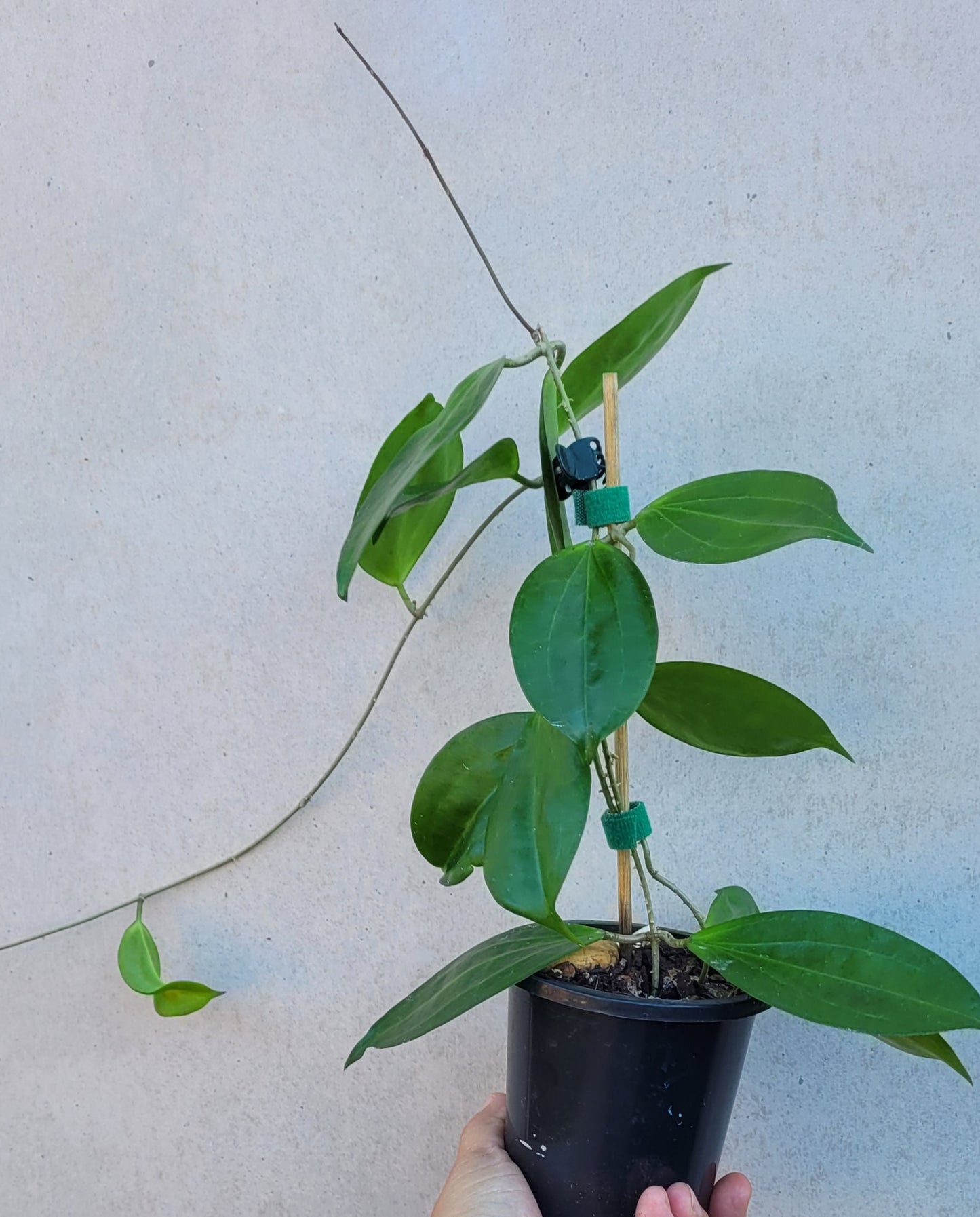 Hoya samoensis - double planted