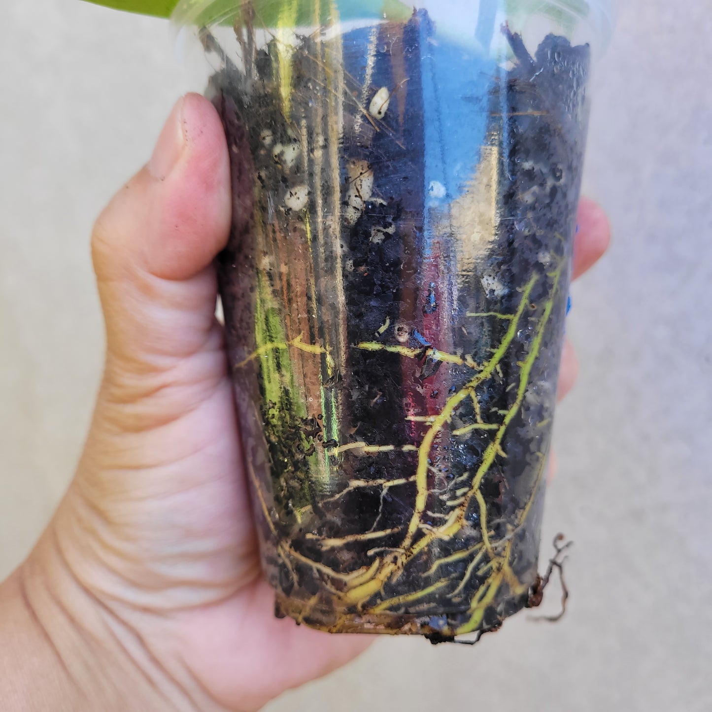 Hoya chunii IML1134 (chuniana) PNG