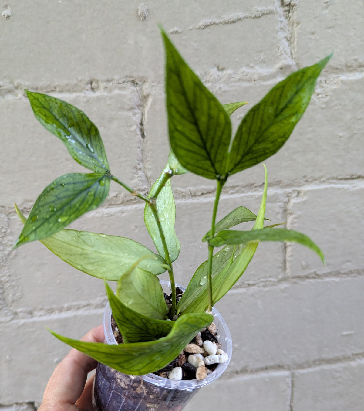 Hoya polyneura (double planted)