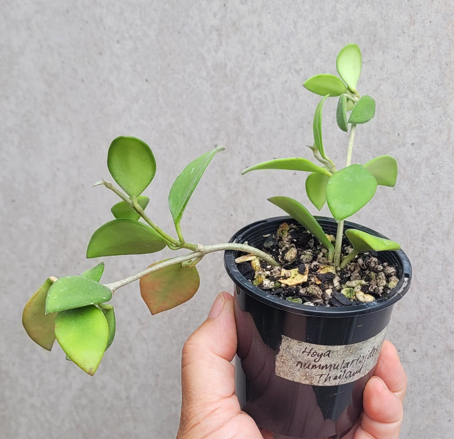 Hoya nummularioides Thailand IML0240 - double planted