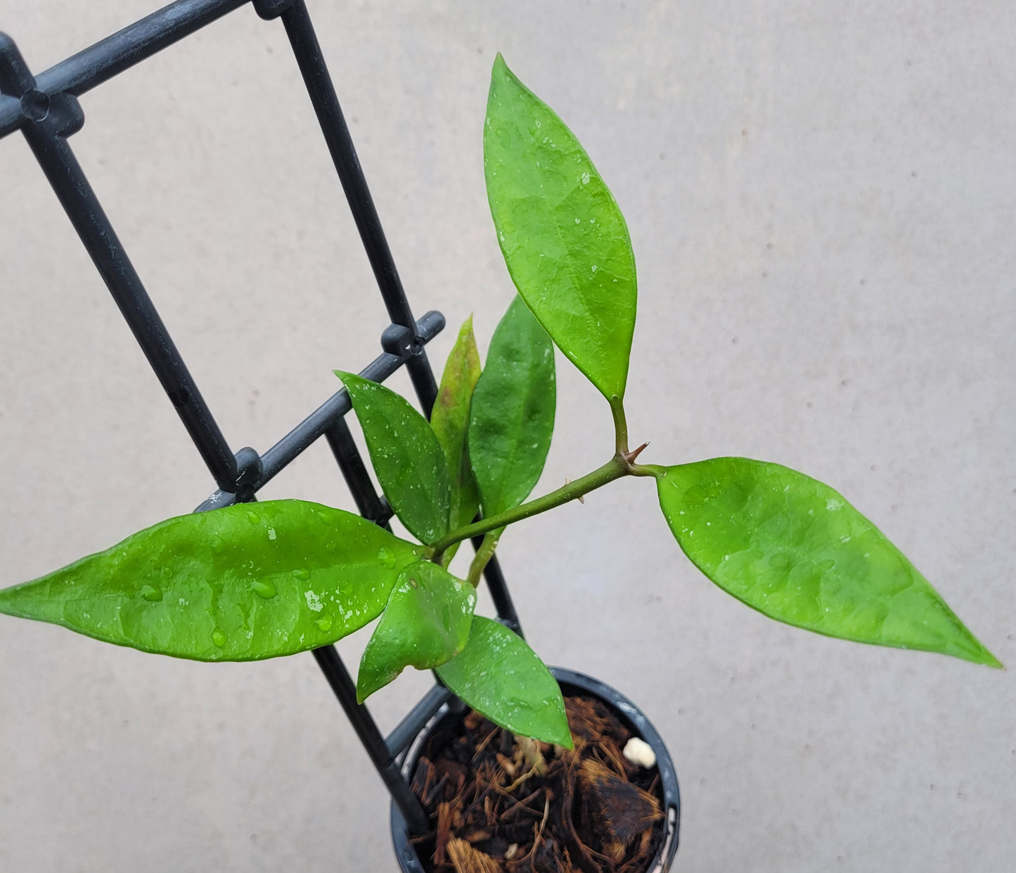 Hoya aff plicata Malay Peninsula IML1566